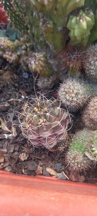 Conjunto de catos/ Catos/ plantas