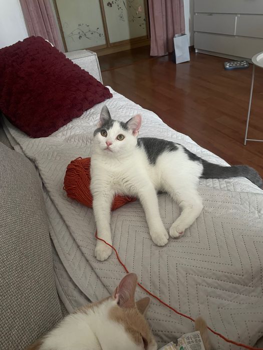Кошеня шукає родину. Дівчинка 6 місяців
