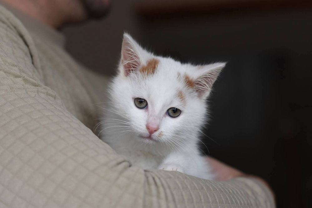 Uroczy Dexter szuka domu!