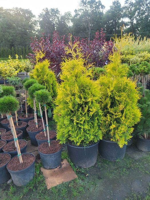 Tuja tuje żółte golden szmaragd 80-100cm