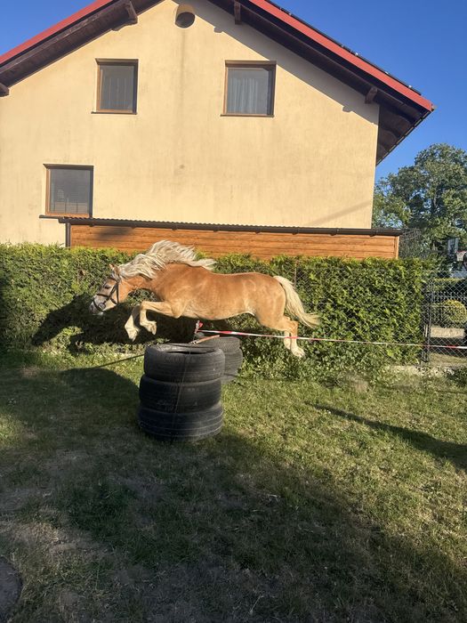 Koń haflinger klacz