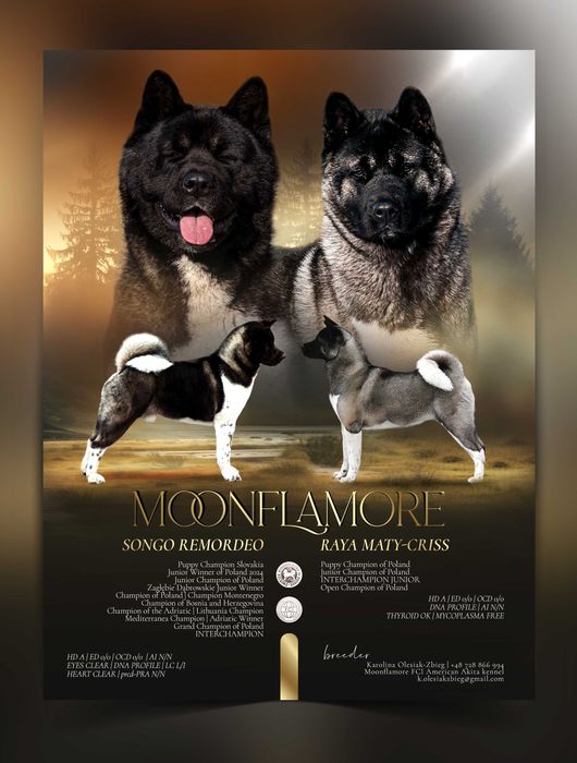 Akita amerykańska Moonflamore FCI