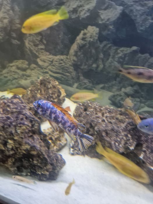 Labeotropheus tumbi west
