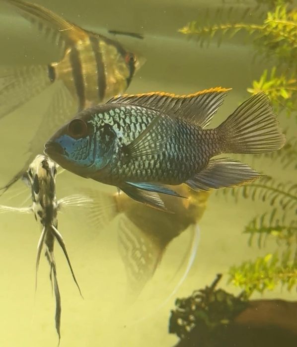 Akara electric blue
