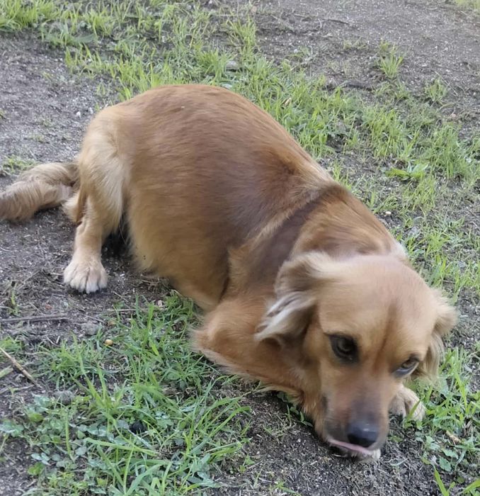 Ariel, cadelinha com 2 anos porte pequeno para adoção responsável