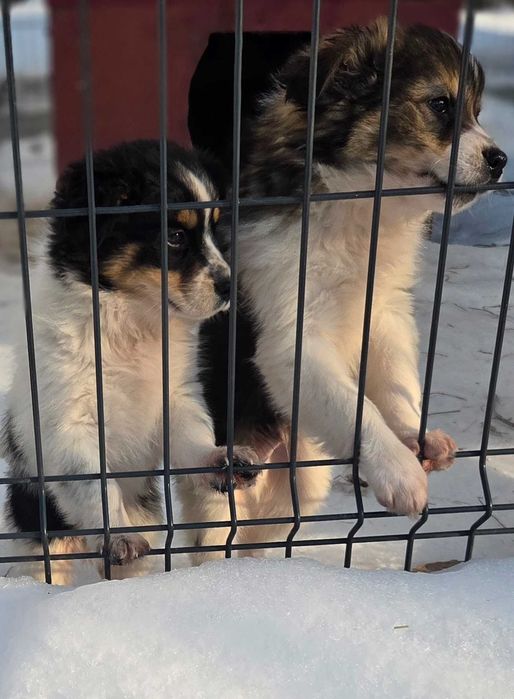 Oddam za darmo pieski