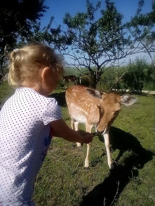 Cielaki daniela  żeńskie ARiMR