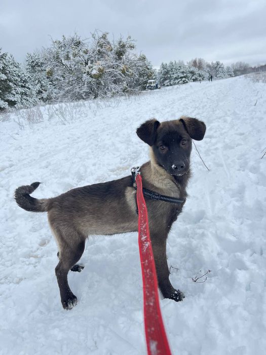 Димок шукає  свою родину