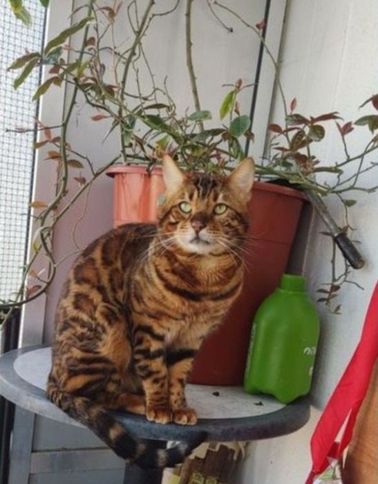 Gatinho  Bengal 2 meses