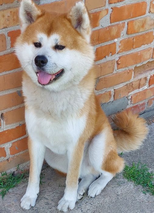 Акіта іну. Мачо.