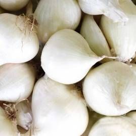 Sementes de aromáticas e hortícolas biológicas certificadas