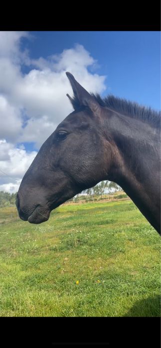 PSL preto 2 anos e meio