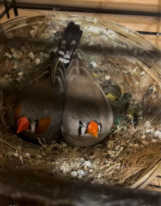 Пташки для душі.