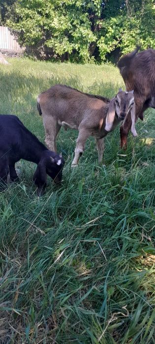 Козенята самці англо-нубійська порода