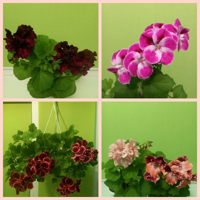 Королівська пеларгонія свіжозріз