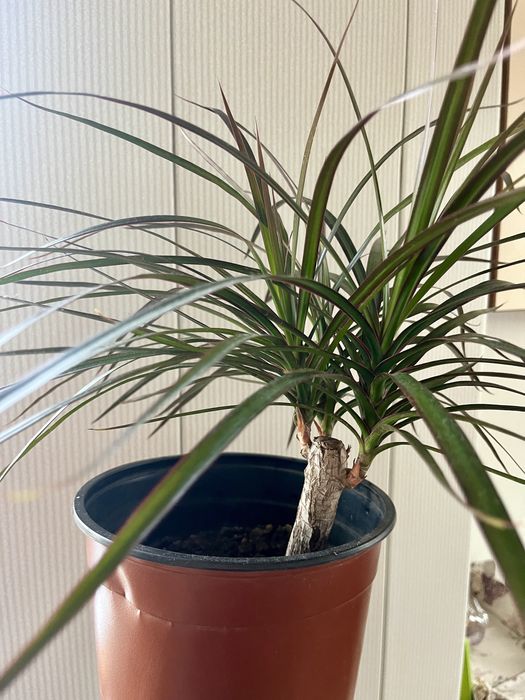 Драцена  , кімнатна рослина