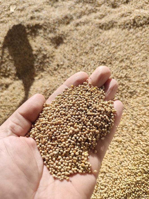 Proso białe dla ptaków kur papug 25kg wysyłka CZYSTE