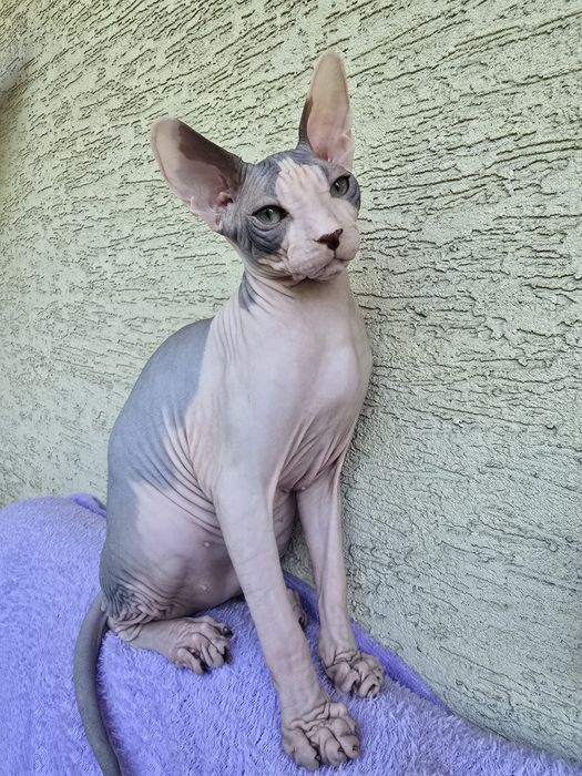 WCF DON Sphynx kotek