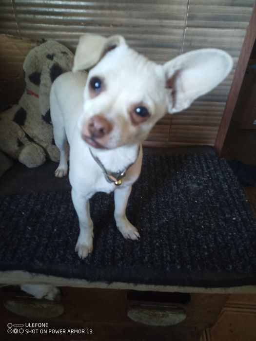 Щенок породы  той терьер