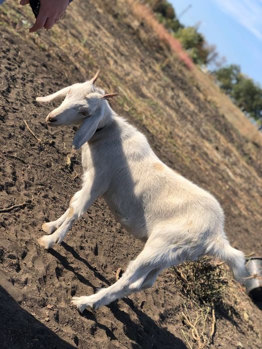 Нубийские козы молодые