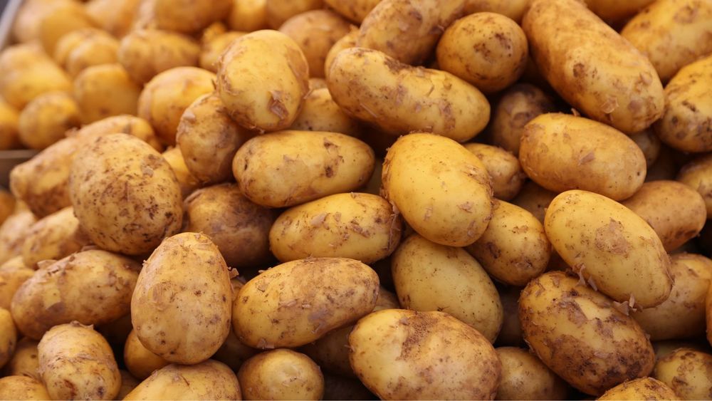 Młode ziemniaki 2zł/kg od gospodarza!!