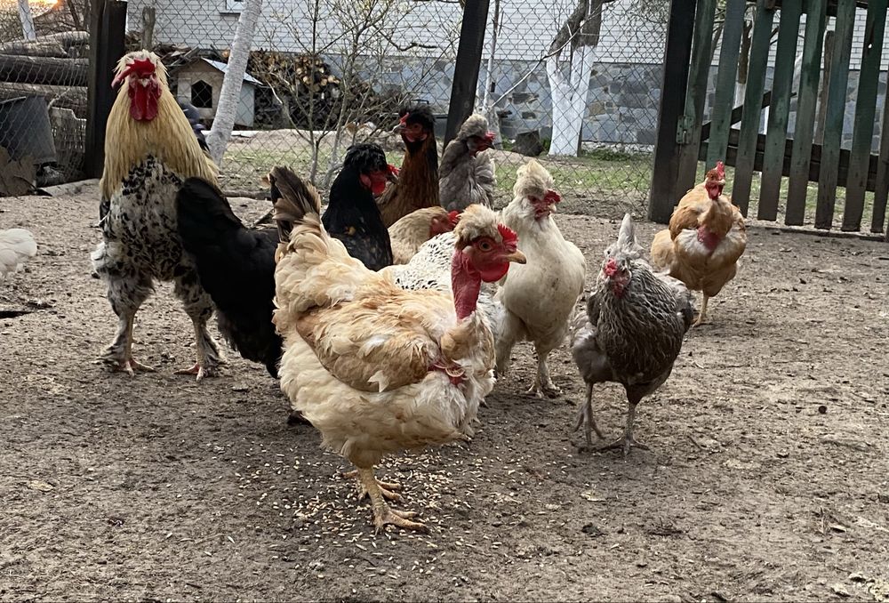 Інкубаційне яйце мішаних курей, інкубаційне яйце домашніх курей