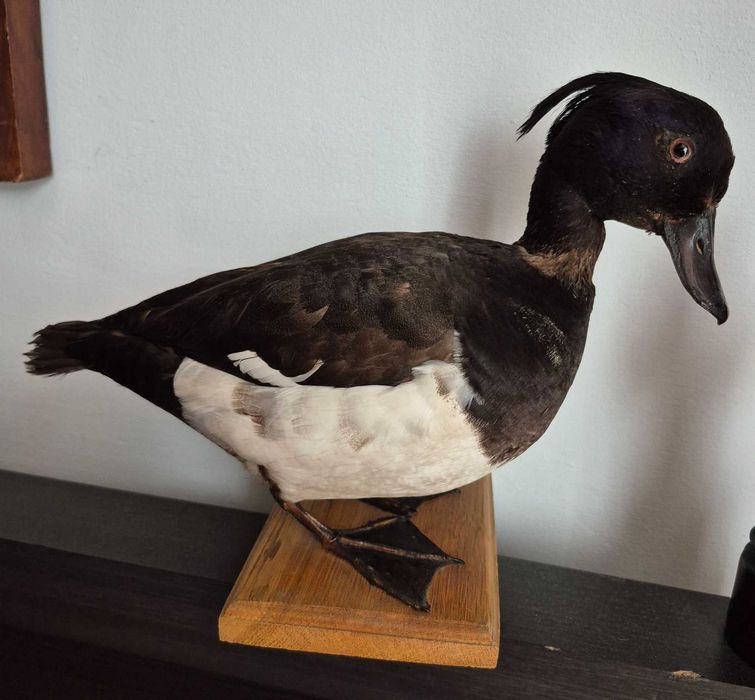 Ptak spreparowane z kolekcji