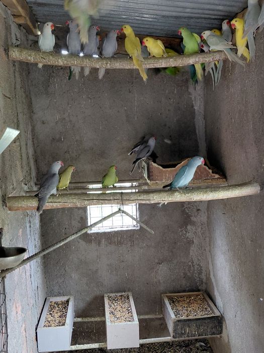Ringnecks 2024 /2023 /2025