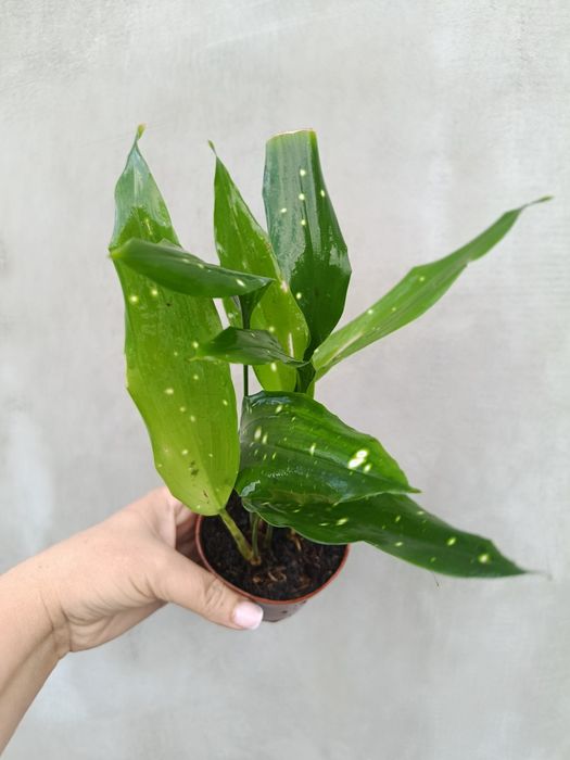 Аспідістра Aspidistra sp Thailand