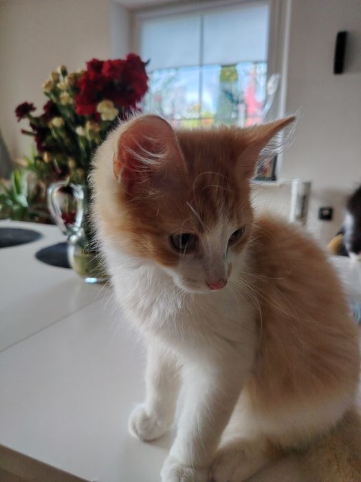 Kotki gotowe do adopcji