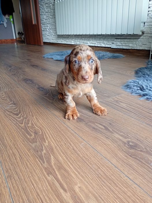 Jamnik miniaturowy merle pies