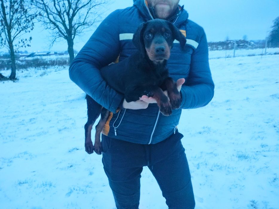 Gończy Słowacki Kopov ZKwP Fci