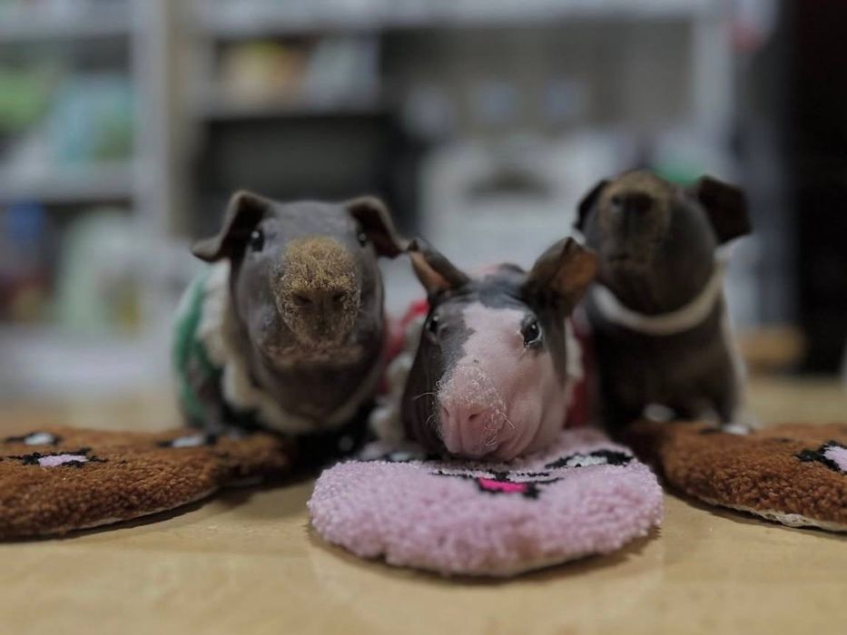 Лисі  морські свинки різних підвидів