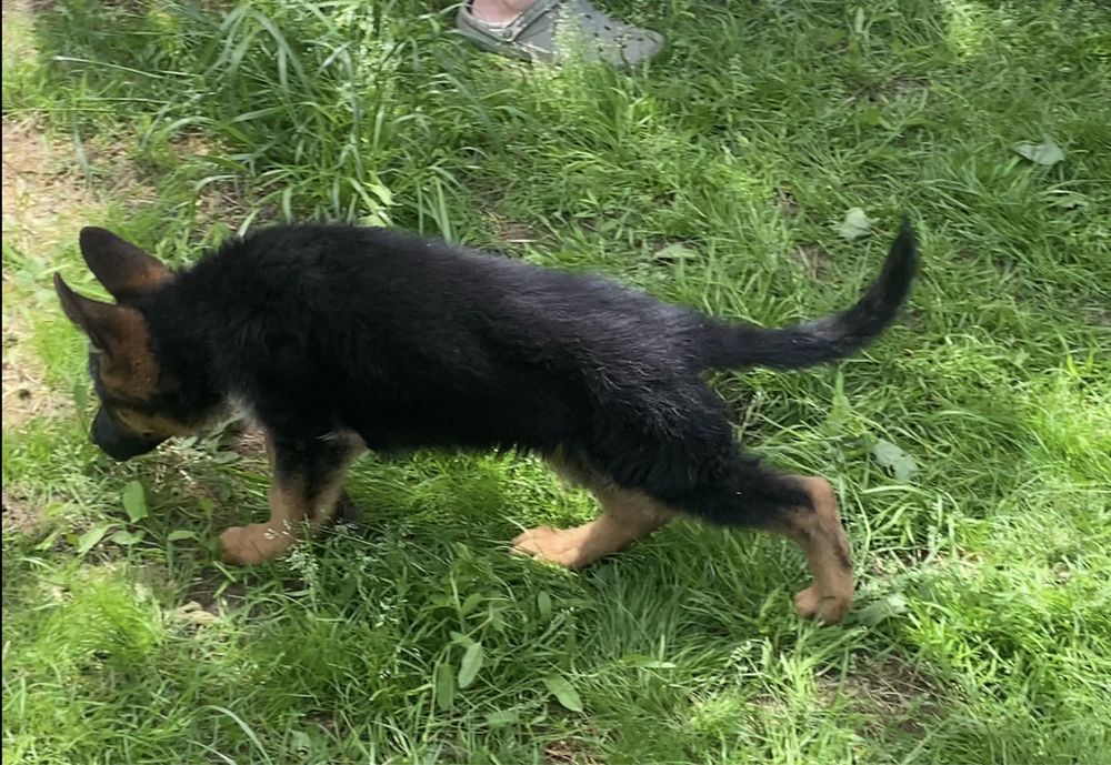 Неймовірні цкцики Німецькоі вівчарки