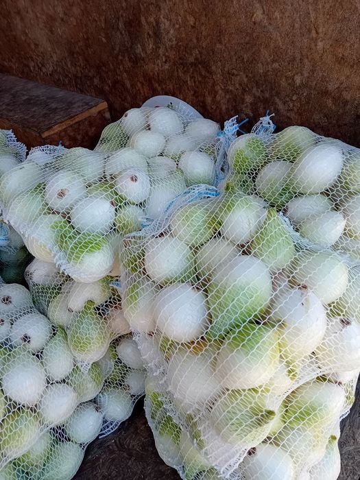 Cebula cukrowa sucha