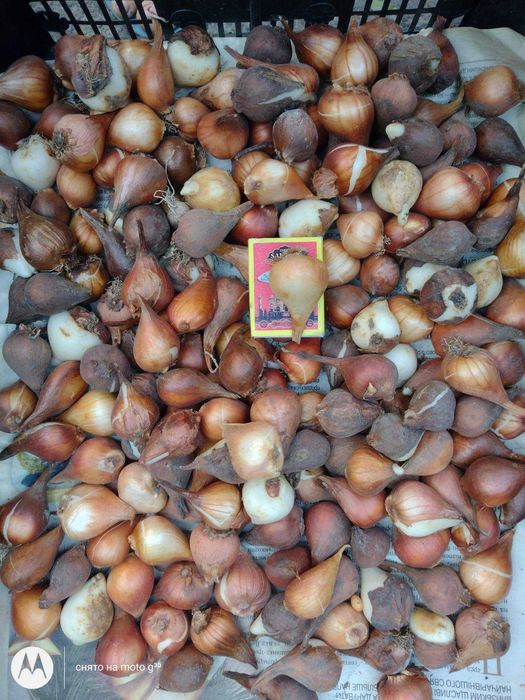 Луковицы тюльпанов ассорти для выращивания в грунте