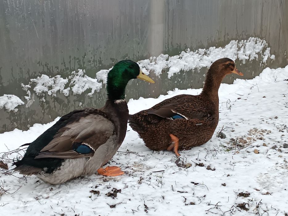 Kaczki Ruańskie młode