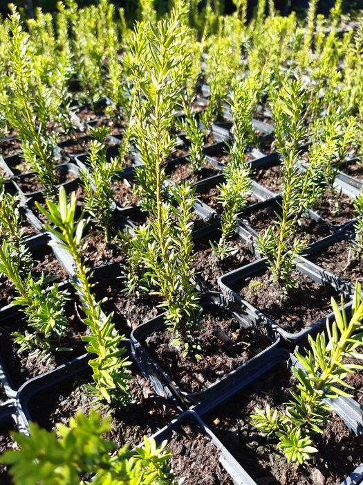 Cis Hicksi Hilli Aurea Fastigiata Robusta Summergold ŻYWOPŁOT Taxus