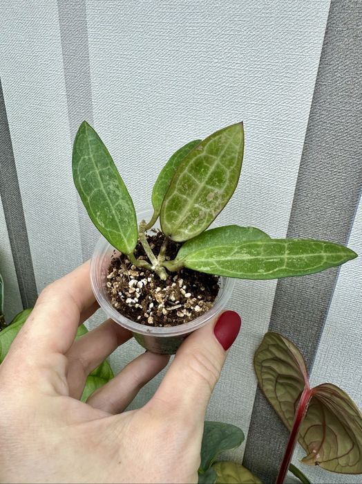 Великий вибір цікавих кімнатних рослин