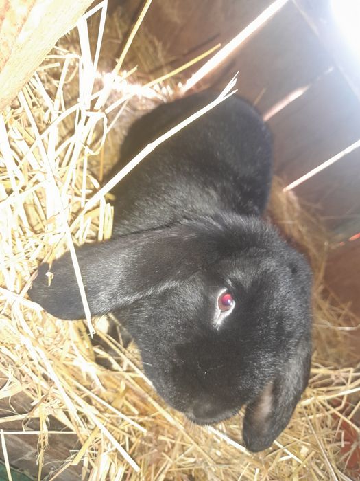 Witam Sprzedam królika samice