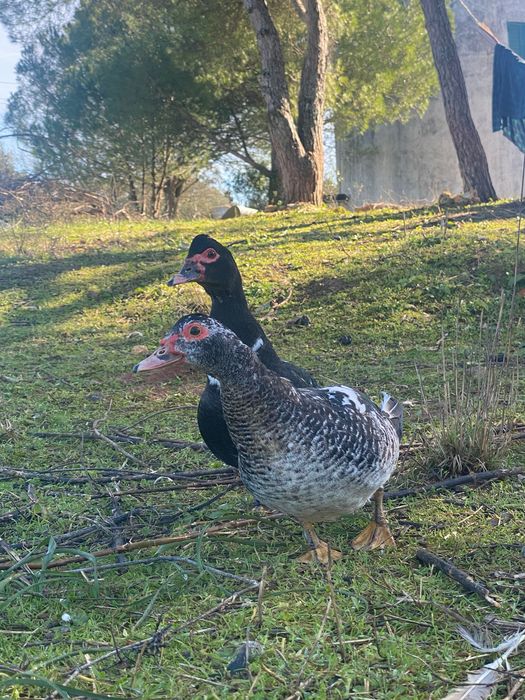 Patos mudos macho e fêmea