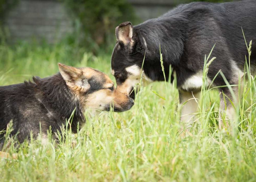 019310 Camelia do adopcji