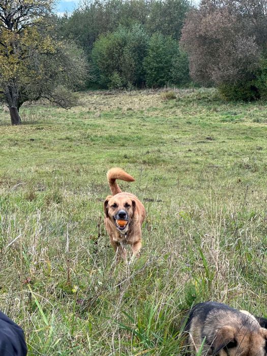 pies oddam do adopcji za darmo