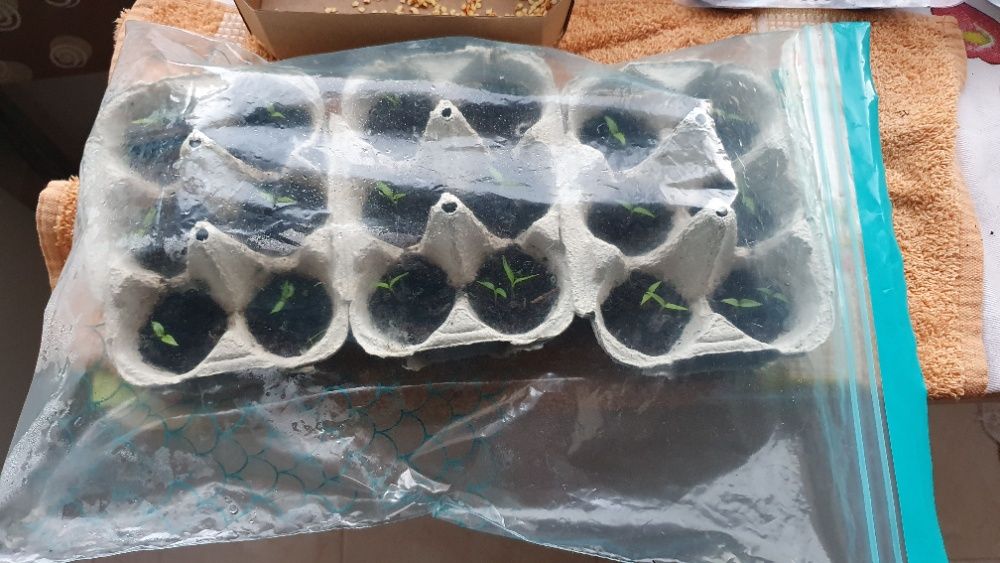 40 Variedades Pimenta Malagueta Sementes escolha as que quiser