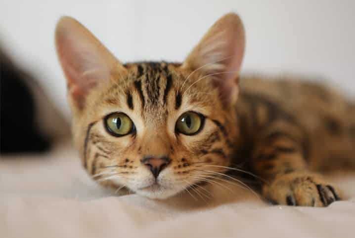 Alojamento Familiar para Animais
