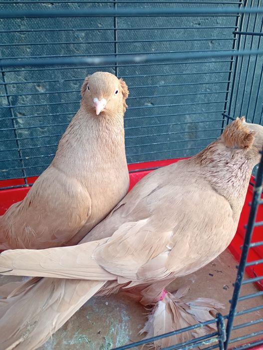 Gołębie ozdobne wywrotki