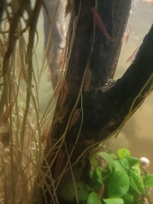 Troco camarões por guppys