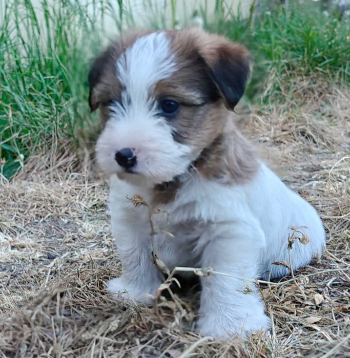 Jack Russell Terrier FCI ZKwP piesek suczka