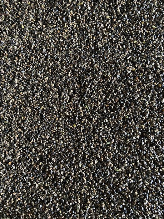 Sprzedam  grykę. zbiór 2025