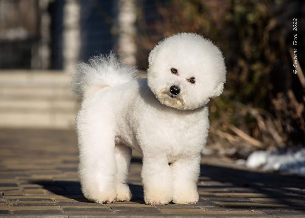 Вʼязка Бішон Фрізе